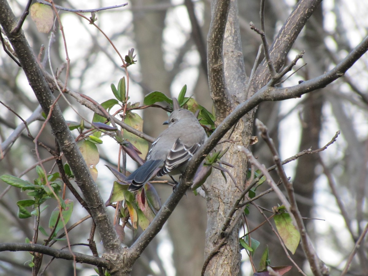 Northern Mockingbird - ML646610981