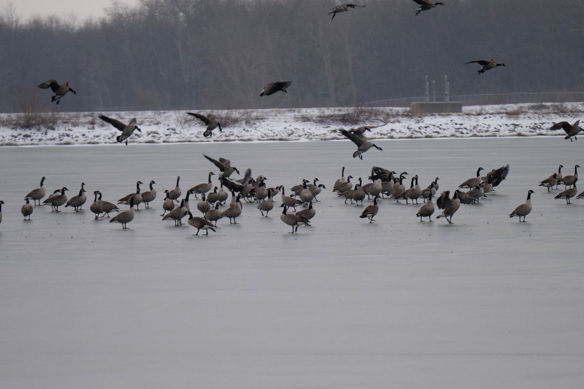 Казарка канадська - ML646610982