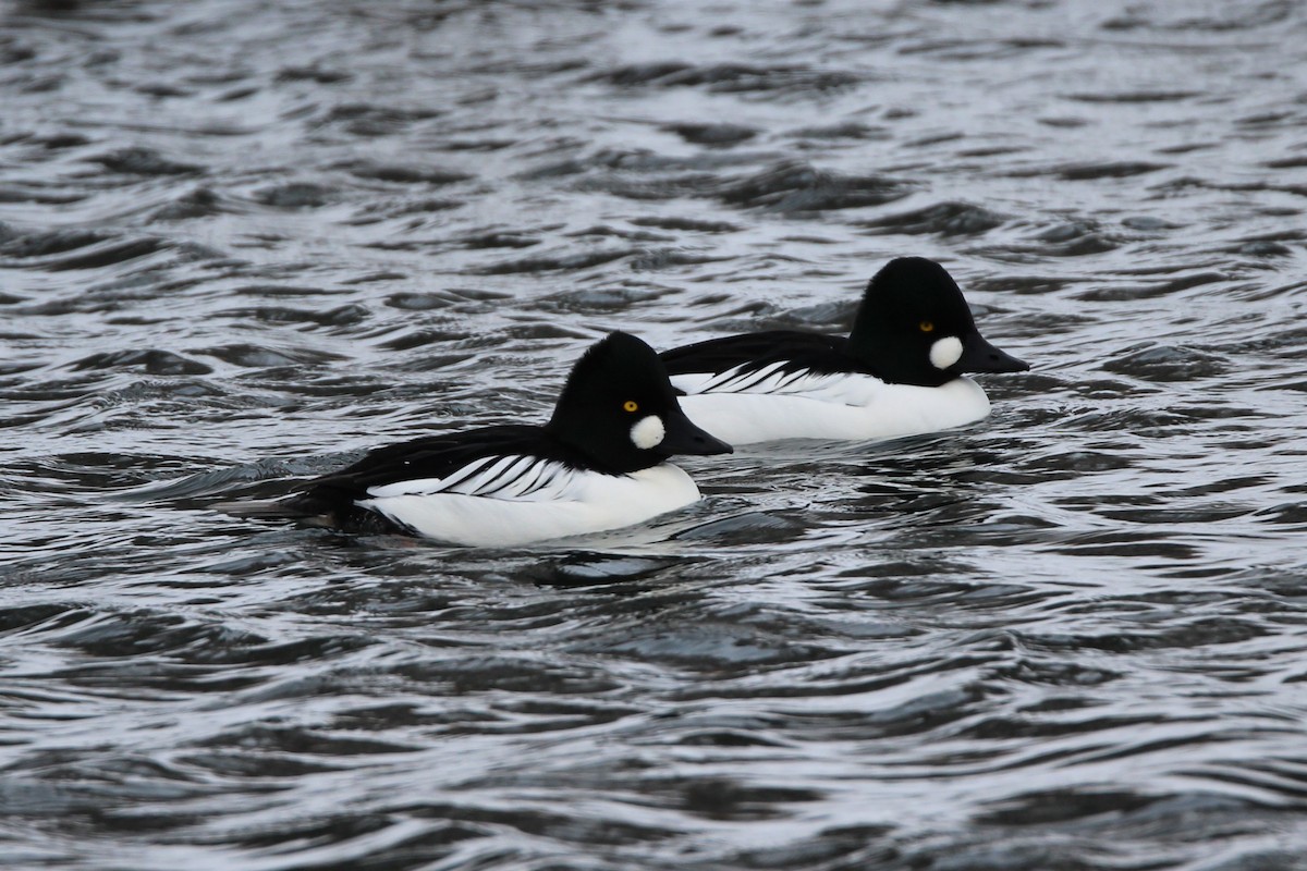 Common Goldeneye - ML646610983