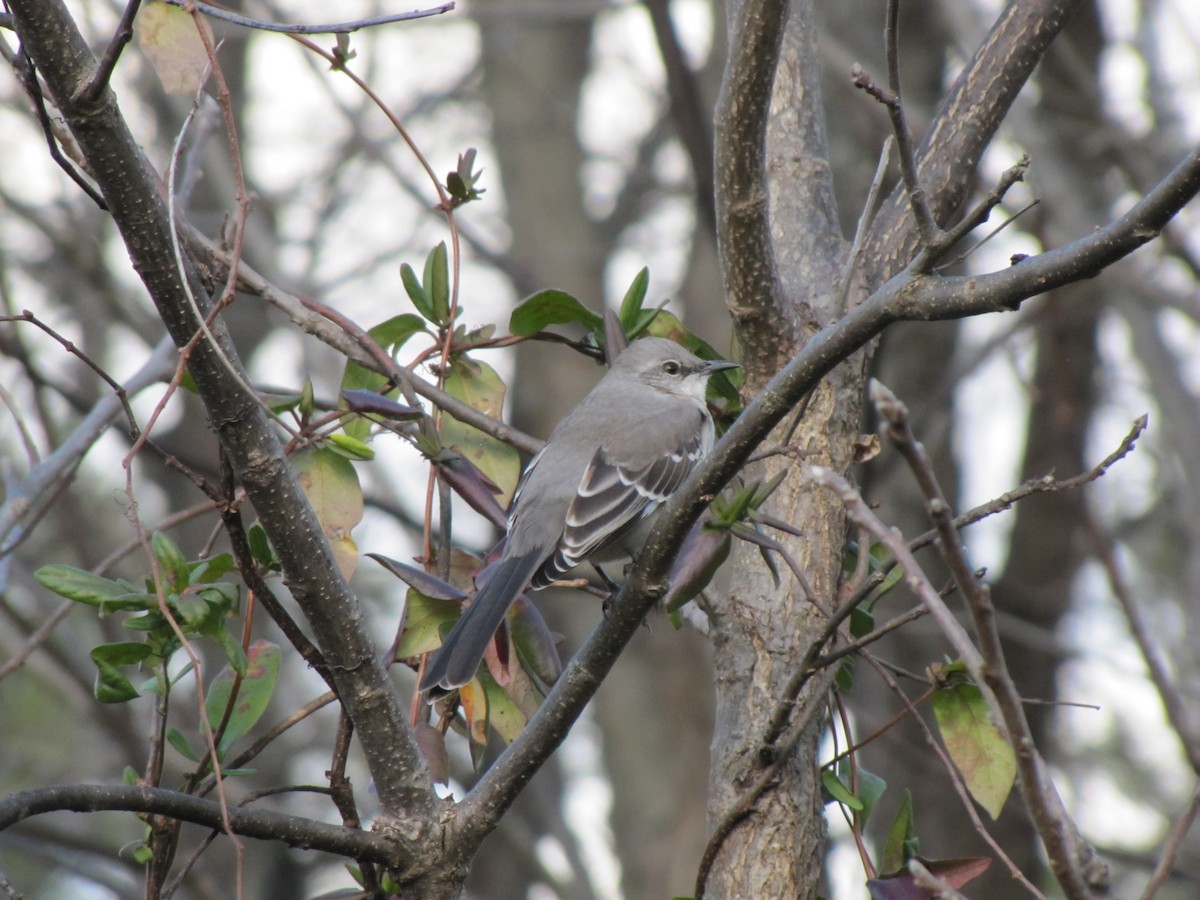 Northern Mockingbird - ML646610984