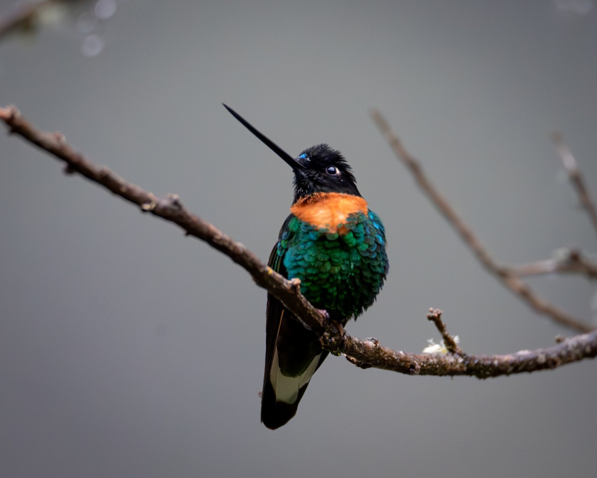 Gould's Inca - ML646610985