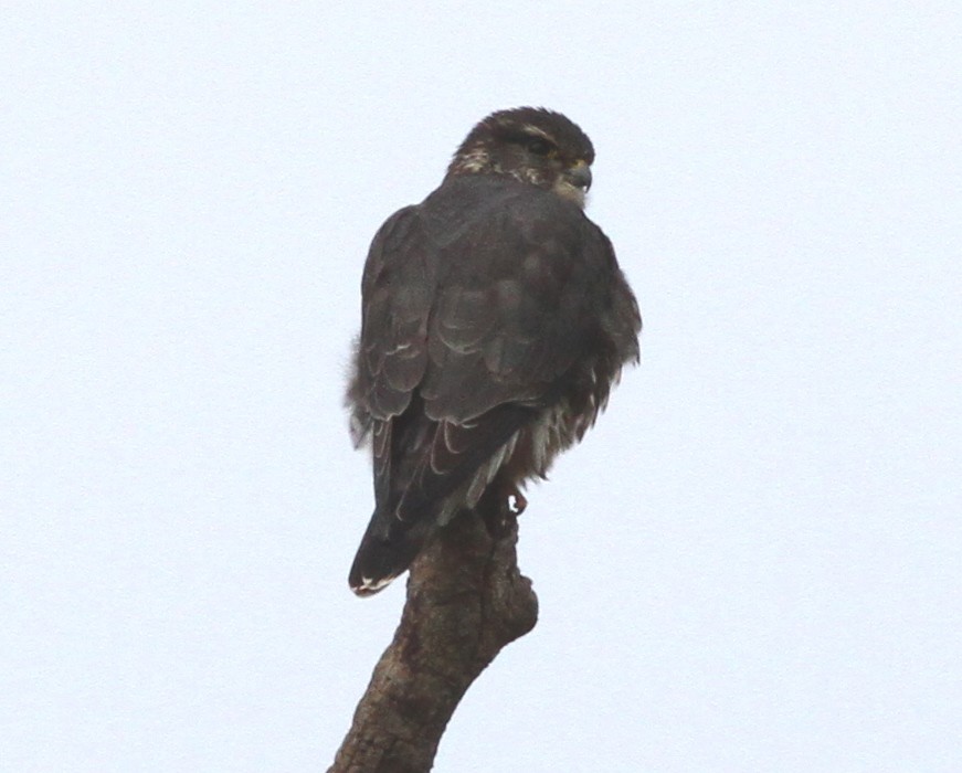 Smeriglio - ML646610988