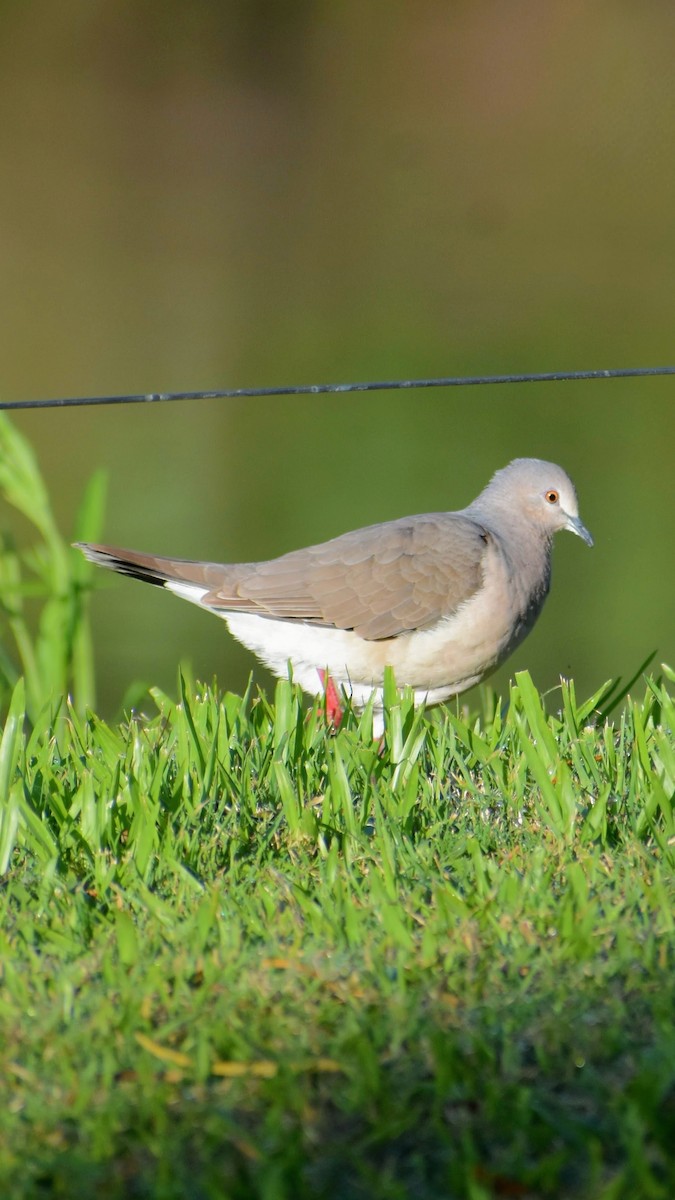 White-tipped Dove - ML646610989