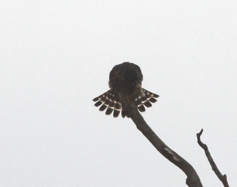 Smeriglio - ML646610990