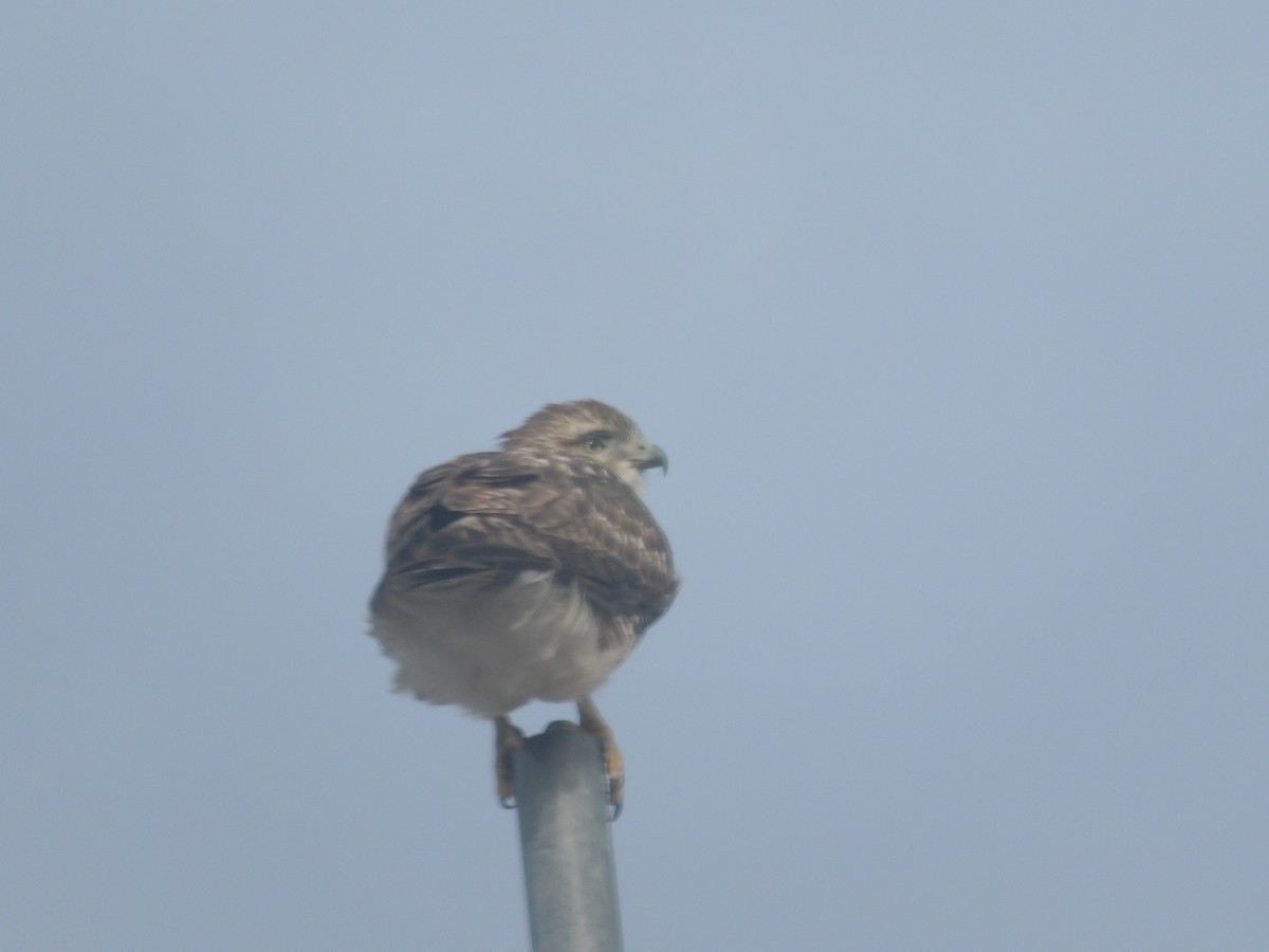 Red-tailed Hawk (borealis) - ML646610991