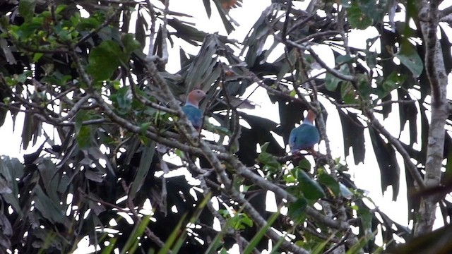 Cinnamon-bellied Imperial-Pigeon (Golden-naped) - ML646610992