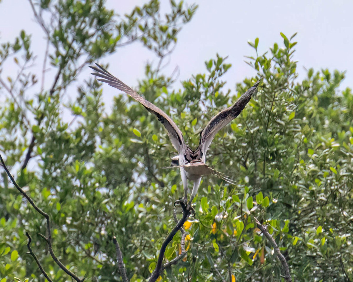 Osprey - ML646610993