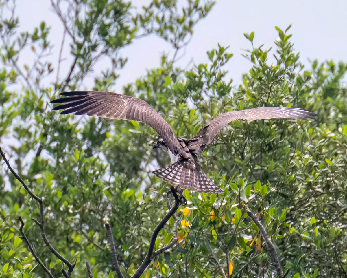 Osprey - ML646610994