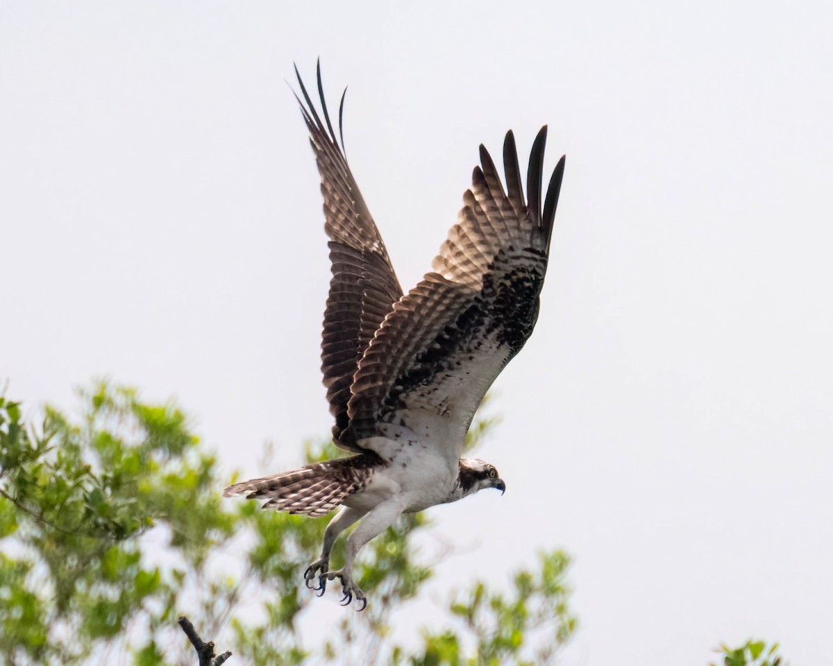 Osprey - ML646610996