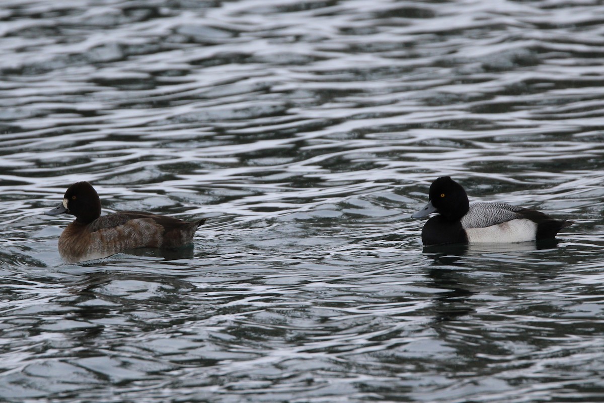 Lesser Scaup - ML646610997