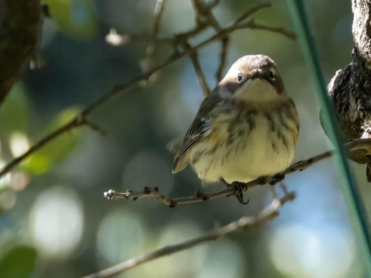 Yellow-rumped Warbler - ML646611001