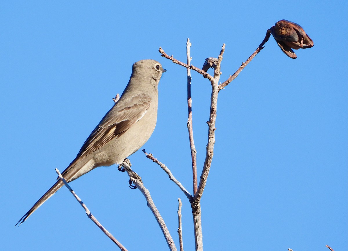 Townsend's Solitaire - ML646611002