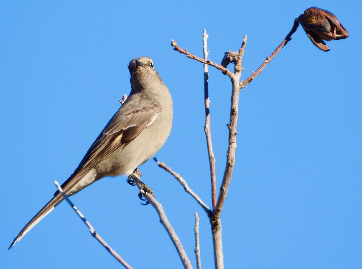 Townsend's Solitaire - ML646611004
