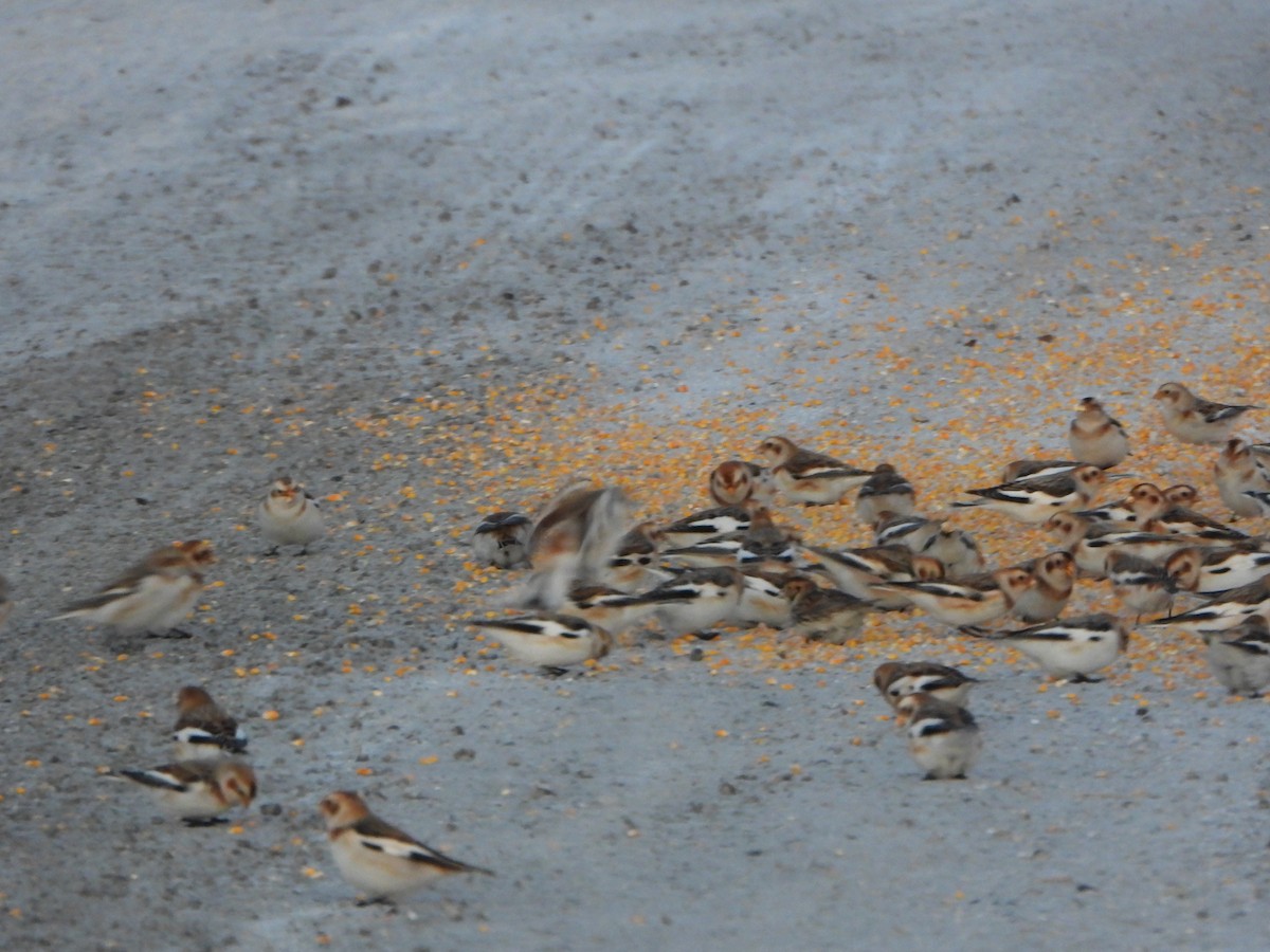 Lapland Longspur - ML646611005