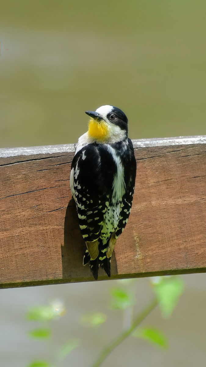 White-fronted Woodpecker - ML646611006
