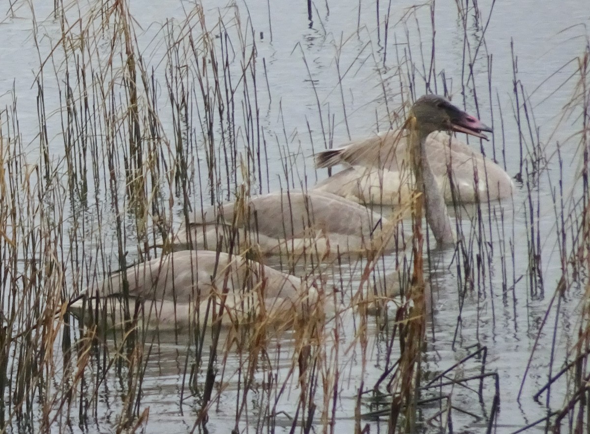 Trumpeter Swan - ML646611011