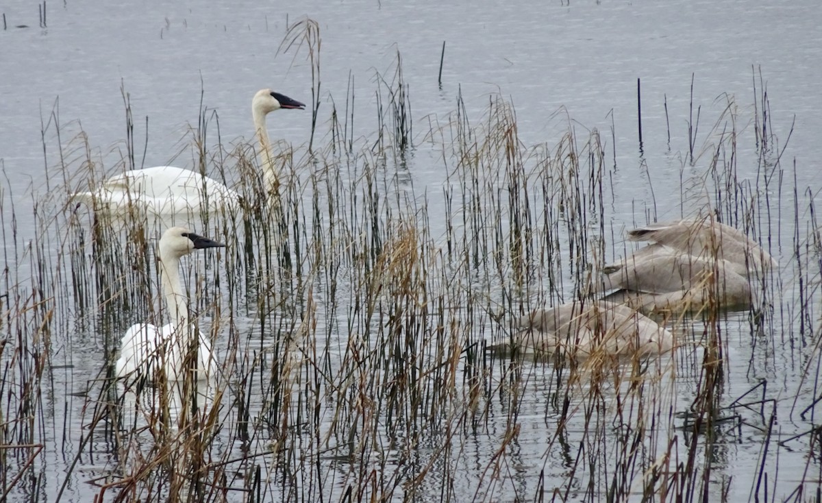 Trumpeter Swan - ML646611012
