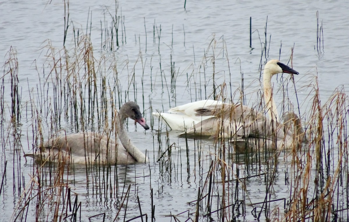 Trumpeter Swan - ML646611013