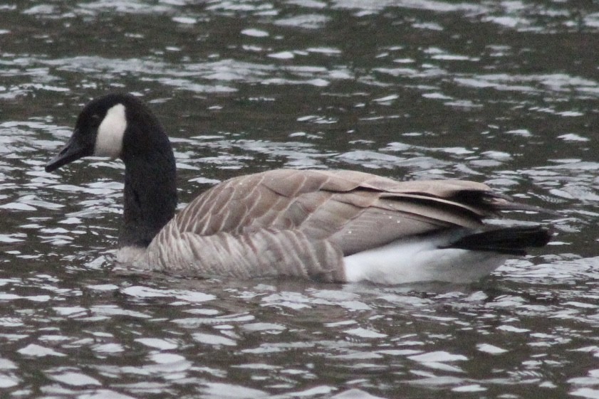 Canada Goose - ML646611014