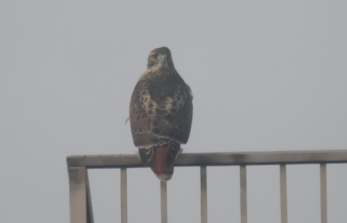 Red-tailed Hawk (borealis) - ML646611015