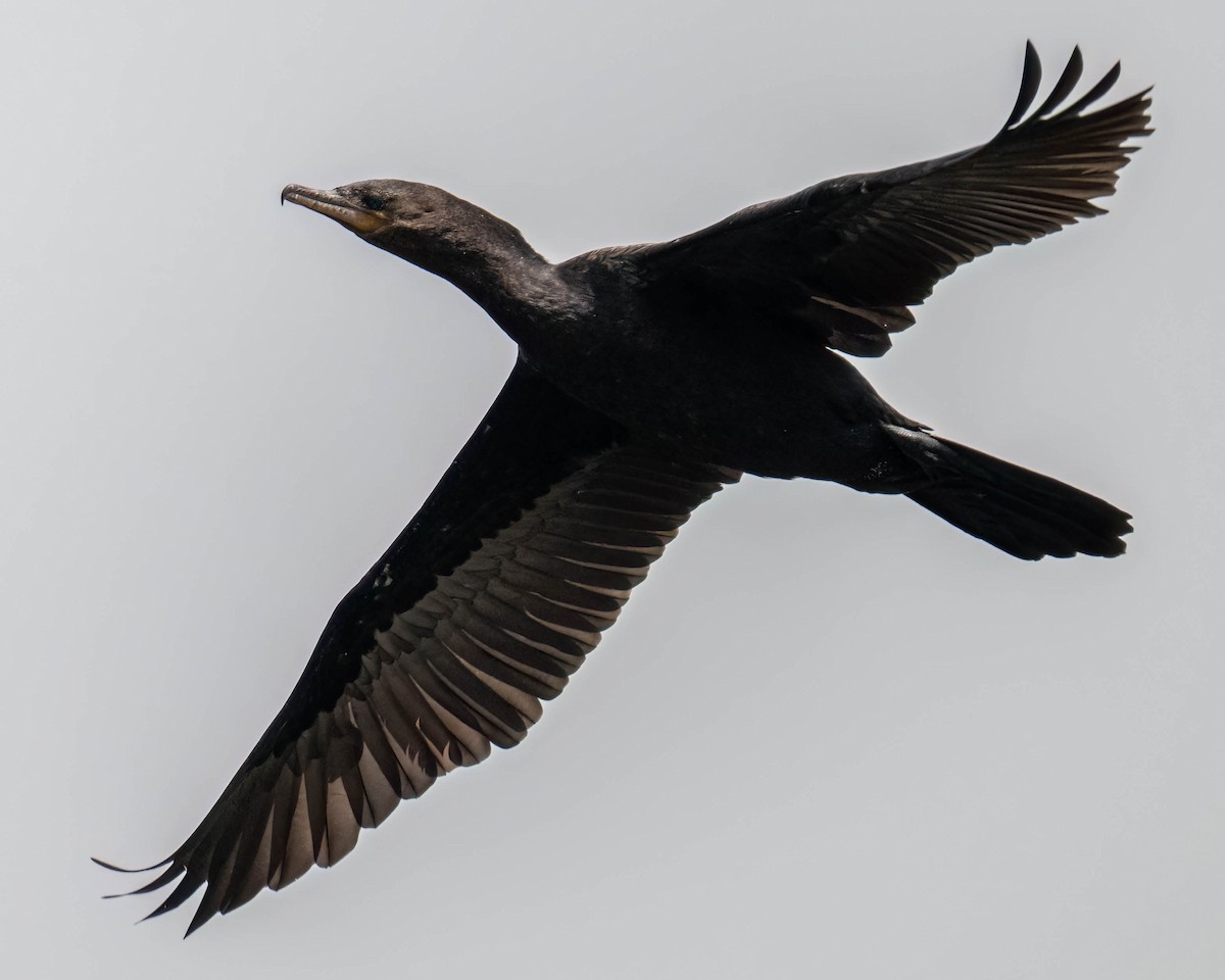 Neotropic Cormorant - ML646611016