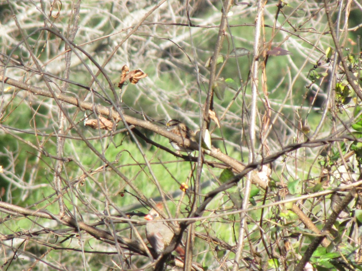 White-throated Sparrow - ML646611018