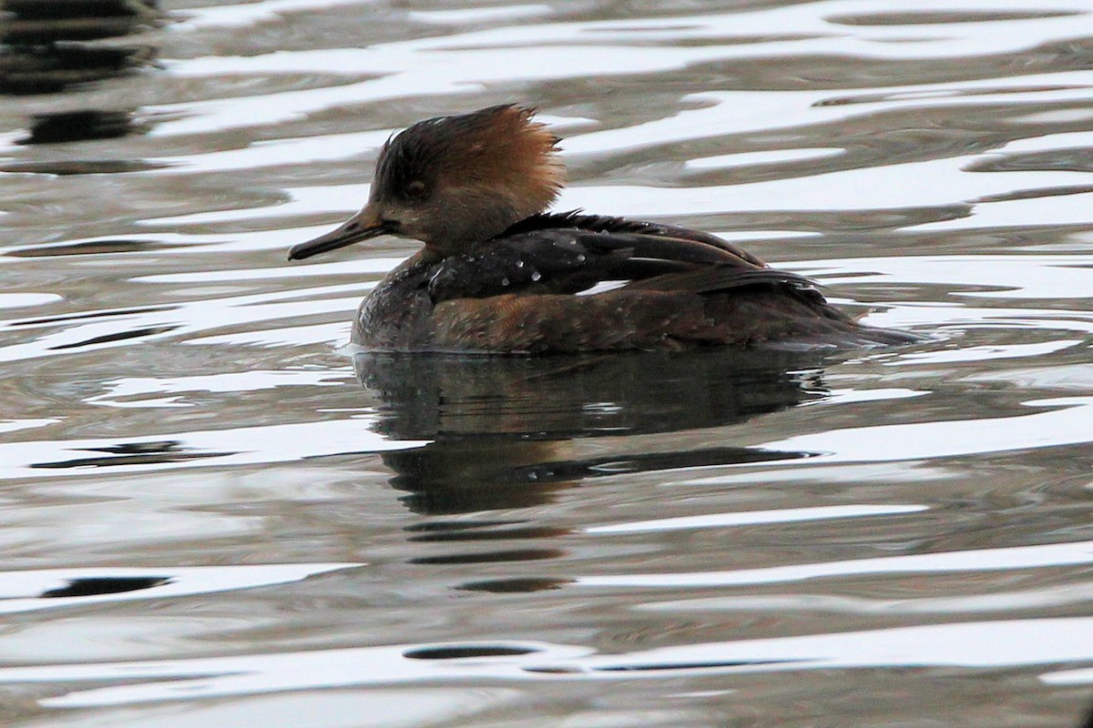 Hooded Merganser - ML646611020