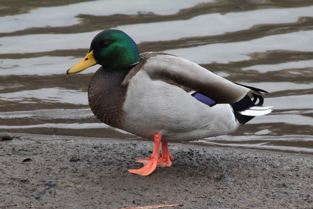 Mallard - ML646611022