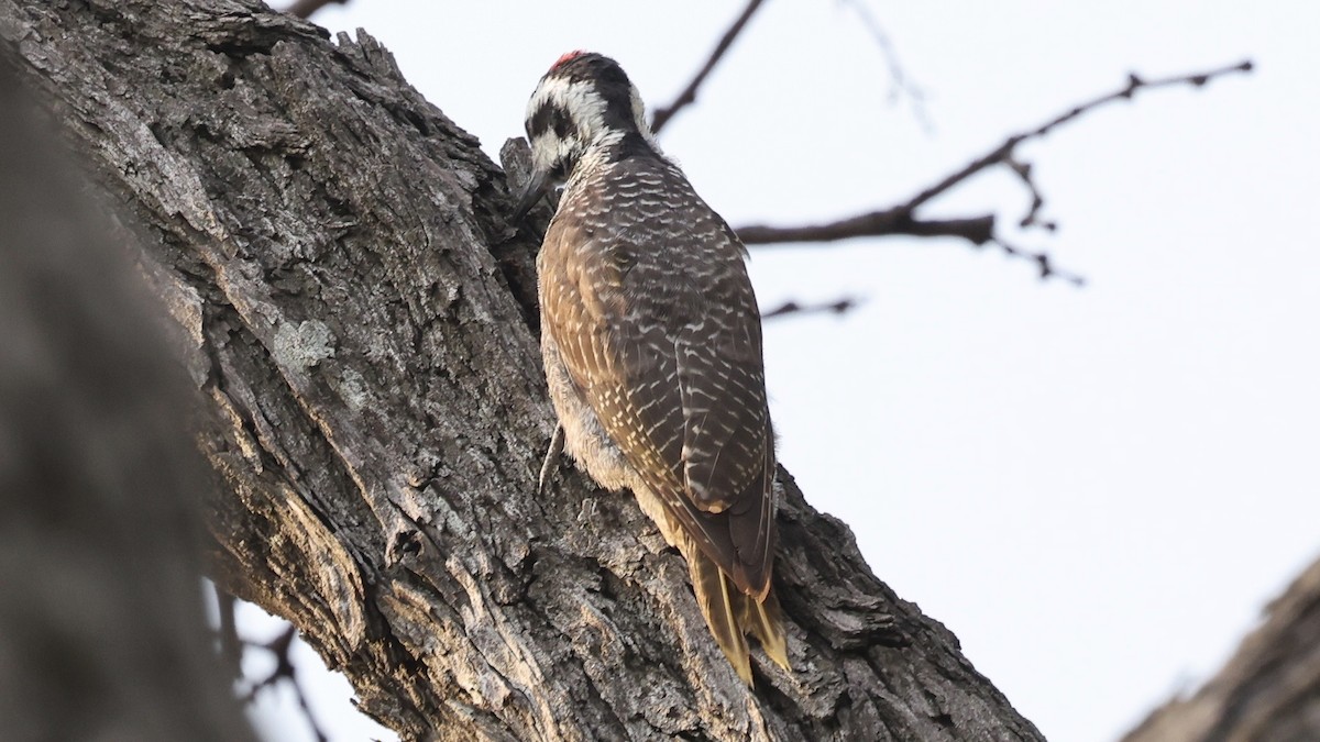 Bearded Woodpecker - ML646611024