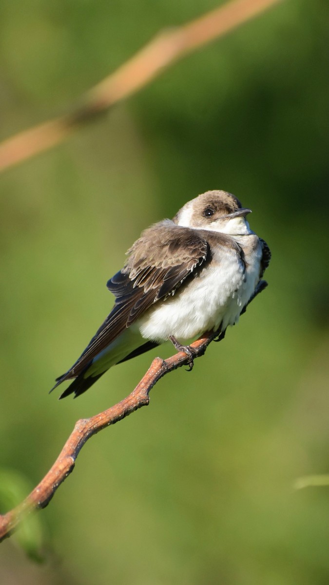 jiřička hnědoprsá - ML646611025