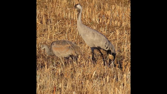 עגור אפור - ML646611026