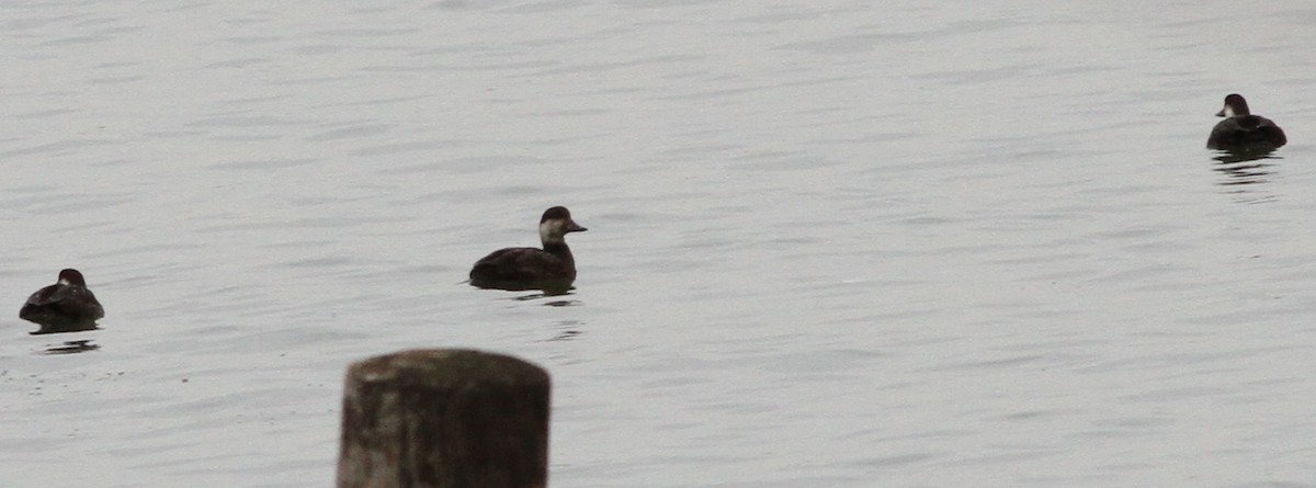 Black Scoter - ML646611027