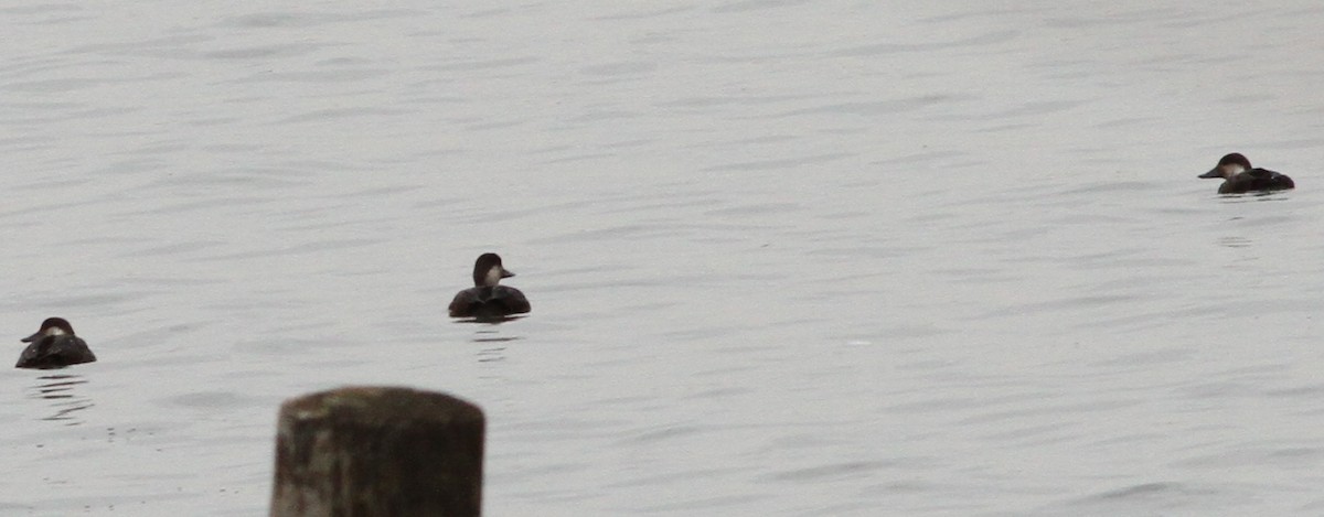 Black Scoter - ML646611029