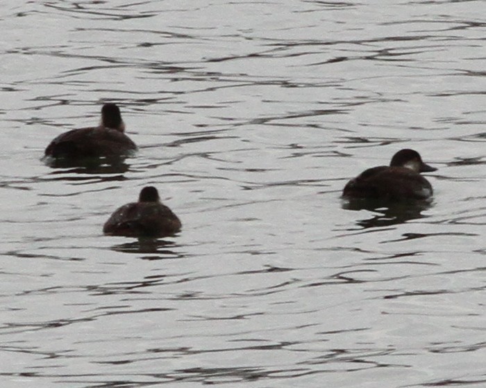 Black Scoter - ML646611031