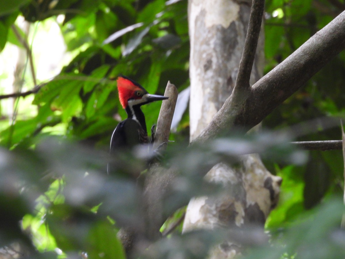 Crimson-crested Woodpecker - ML646611032