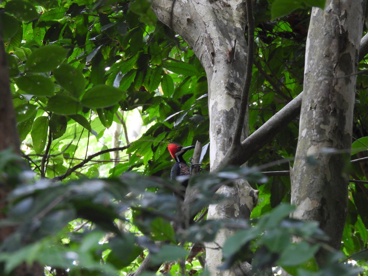 Crimson-crested Woodpecker - ML646611033