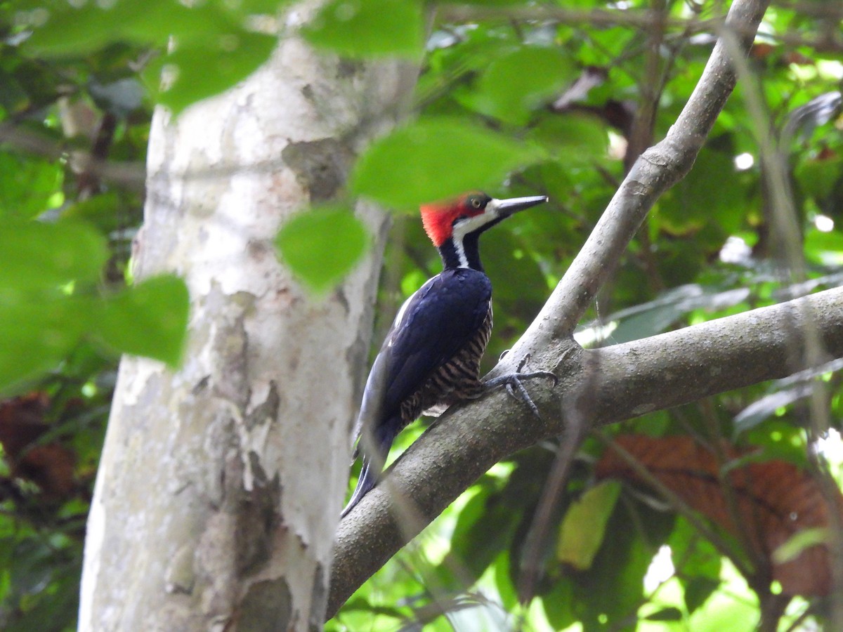 Crimson-crested Woodpecker - ML646611034