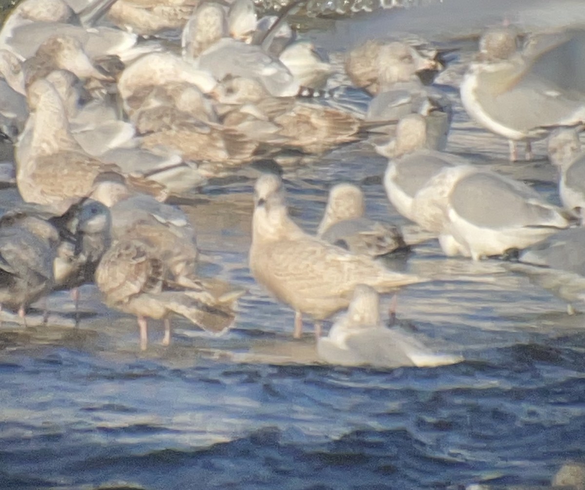 Iceland Gull - ML646611036