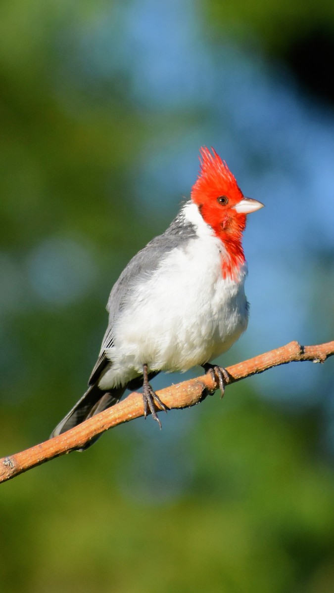Red-crested Cardinal - ML646611038