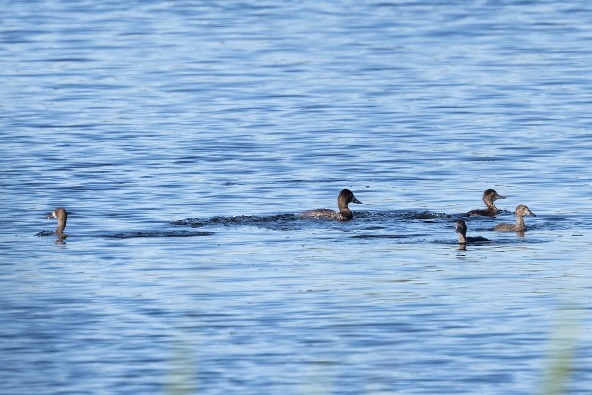Малая морская чернеть - ML646611039