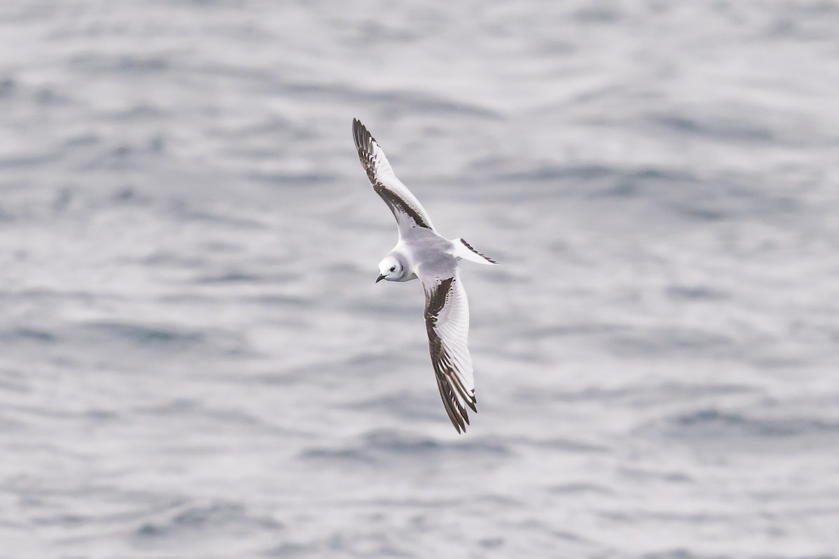 Black-legged Kittiwake - ML646611044
