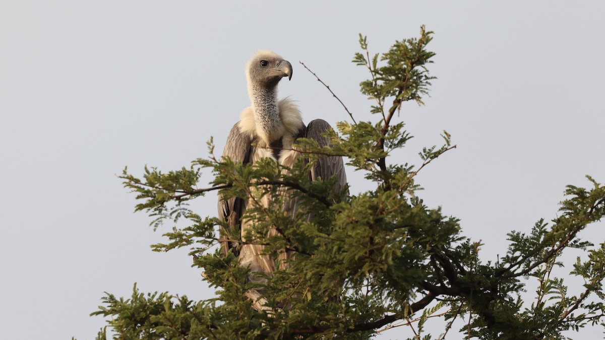 White-backed Vulture - ML646611045