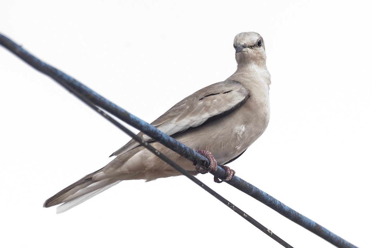 holoubek pikui - ML646611046