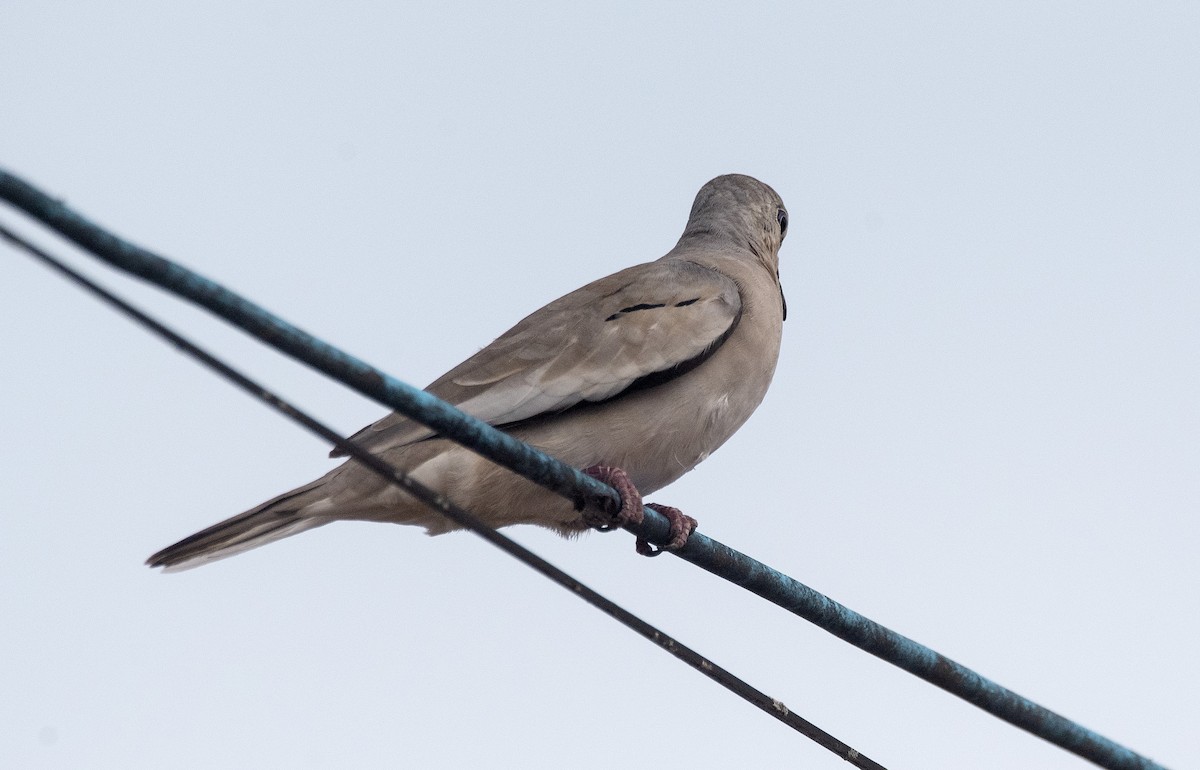 holoubek pikui - ML646611047