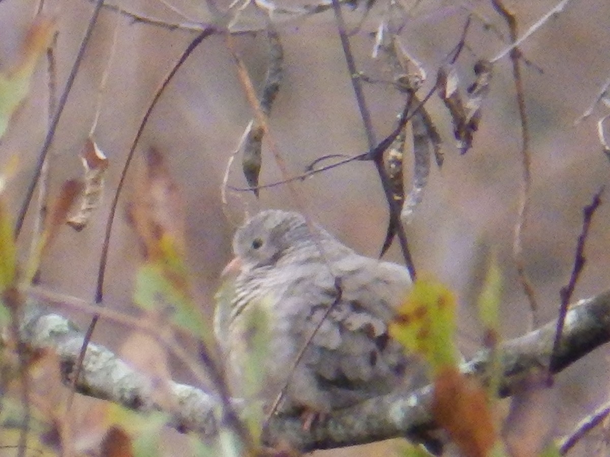 holoubek vrabčí - ML646611049