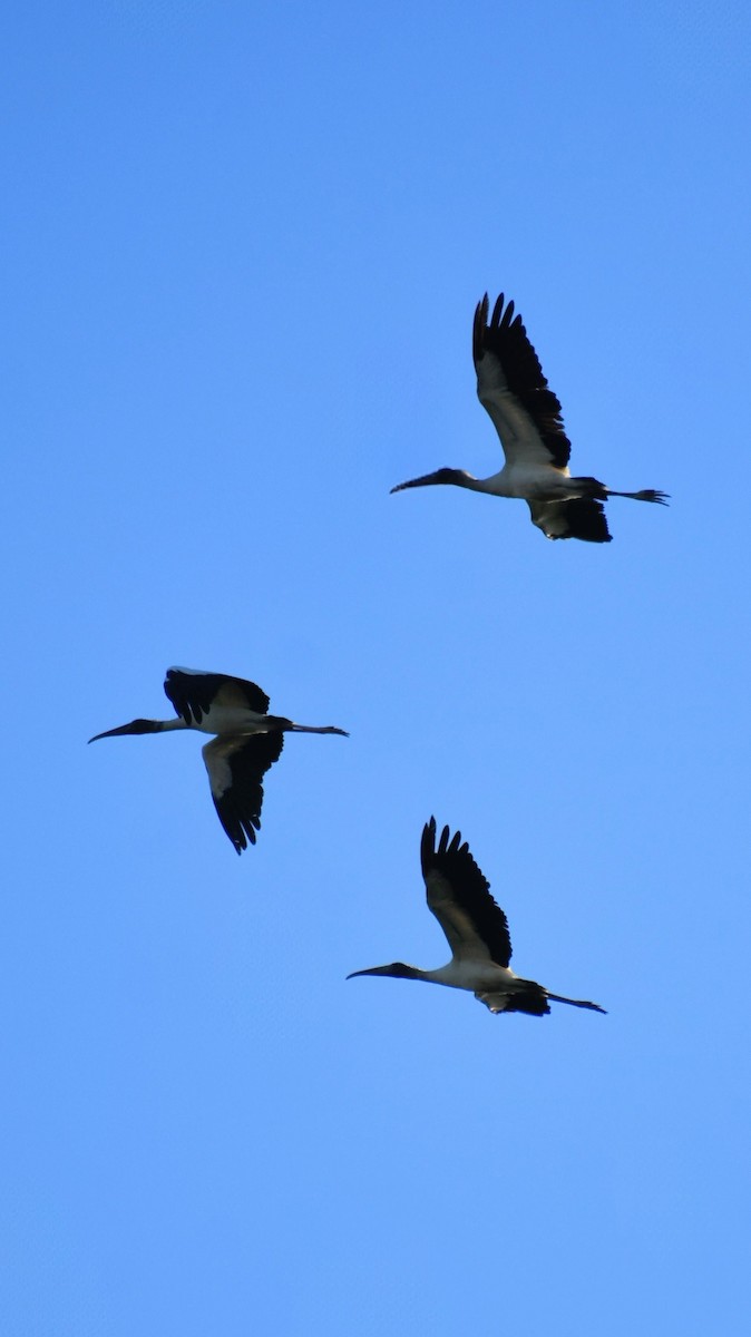 nesyt americký - ML646611053