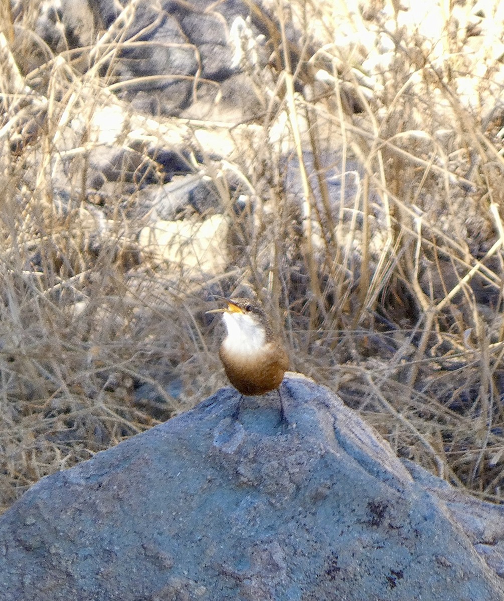 Canyon Wren - ML646611061