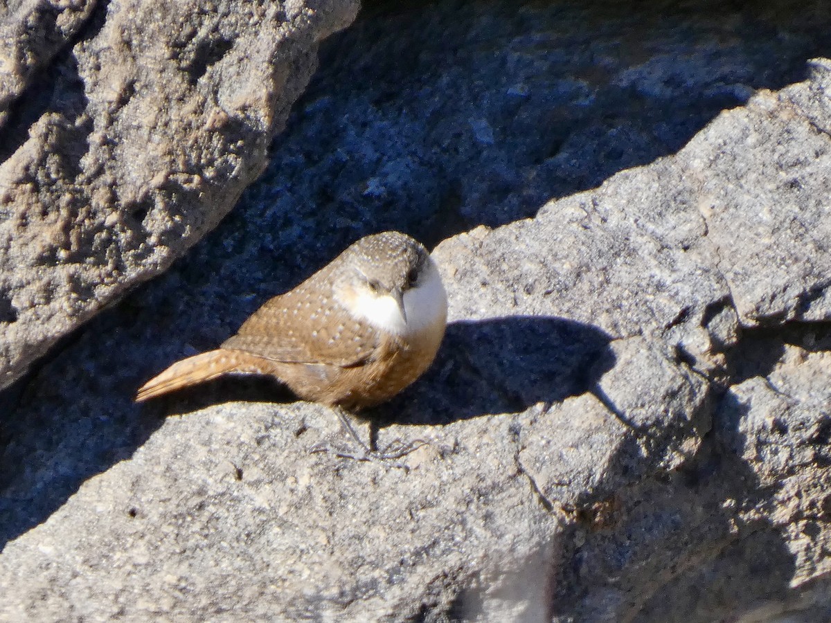 Canyon Wren - ML646611062