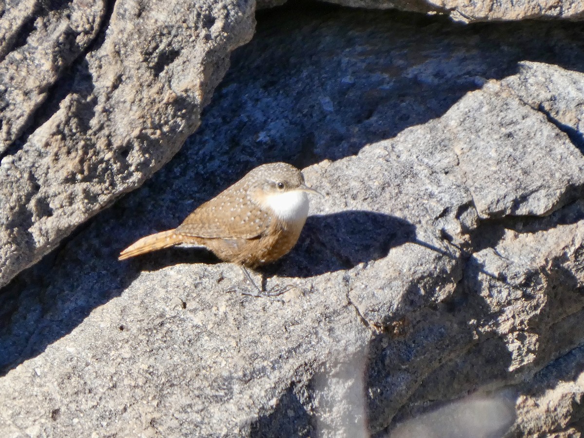 Canyon Wren - ML646611063