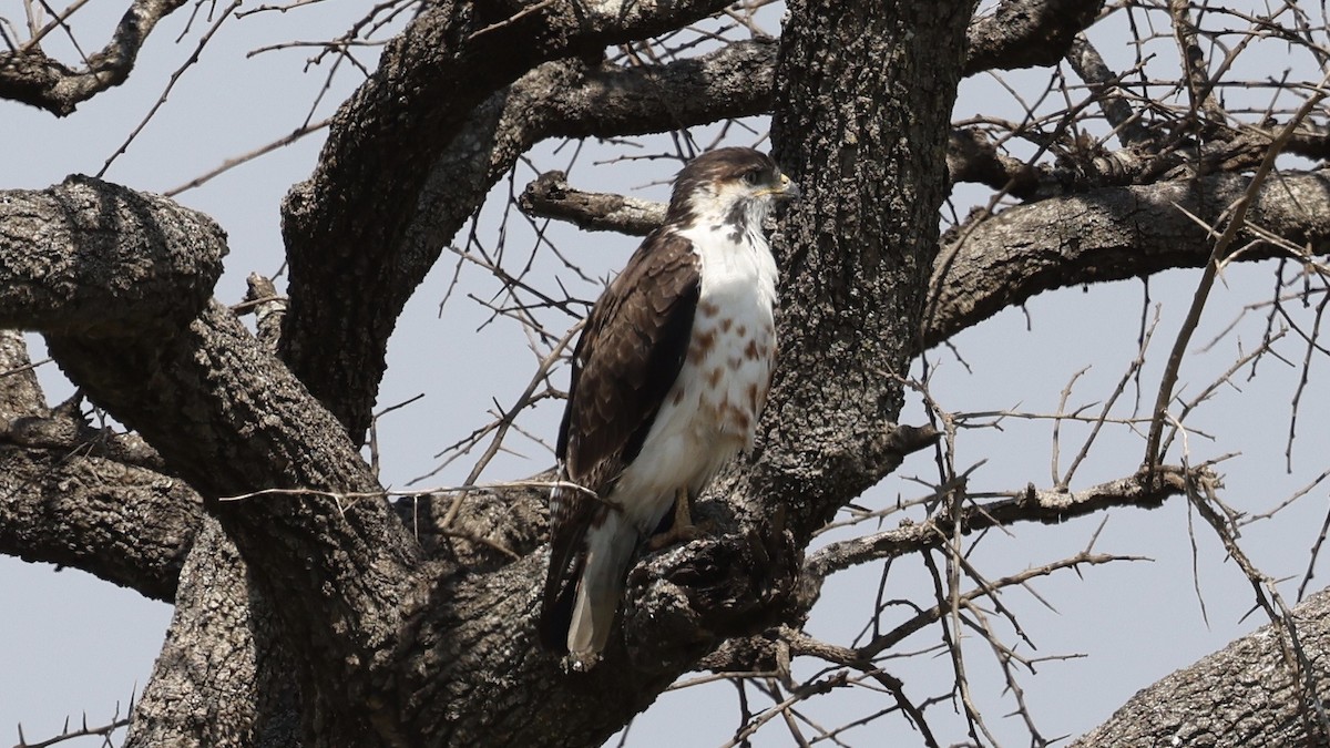 Augur Buzzard - ML646611064
